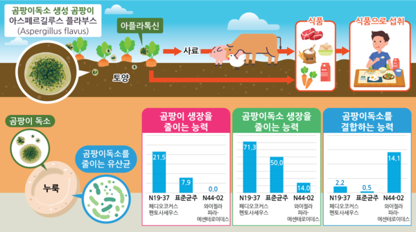 지팡이 코르소가 곰을 공격하다