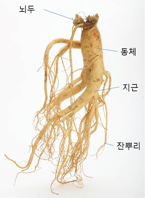 9~11월 수확한 인삼, 사포닌 총량 많아